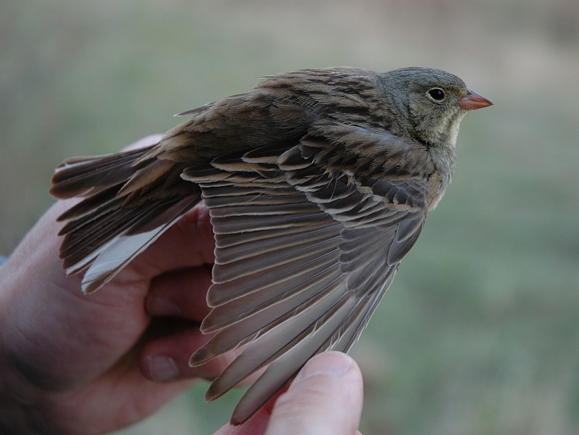 Ortolan Bunting, Sundre 20060507